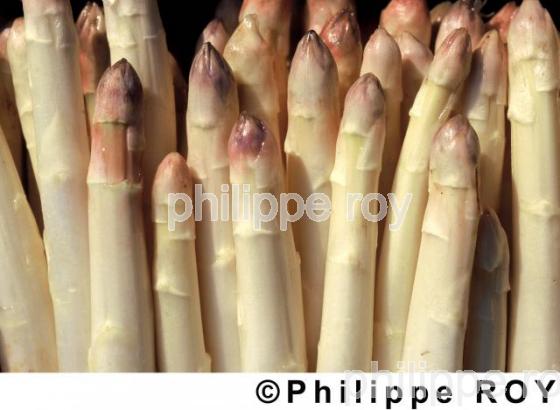 Asperges (00A01011.jpg)