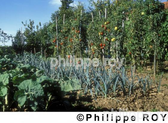 Jardin potager (00A01014.jpg)