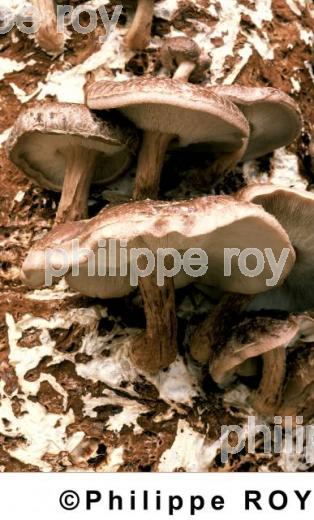 Champignons (00A01033.jpg)