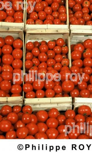 Tomates (00A01206.jpg)