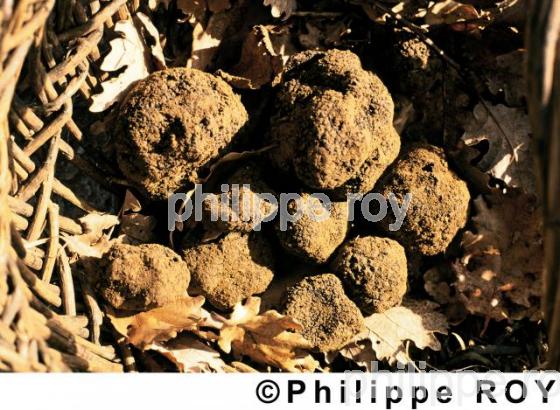 Truffes (00A01217.jpg)