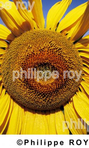 Tournesol (00A02134.jpg)