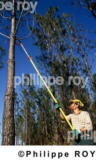 Sylviculture (00A02538.jpg)
