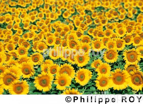 Tournesol (00A02827.jpg)