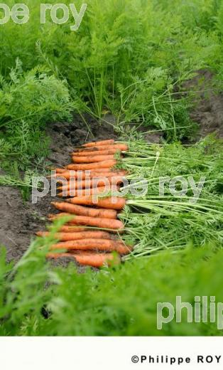 Carottes (00A03119.jpg)