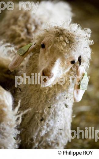Agriculture Elevage Chvre angora (00A05019.jpg)