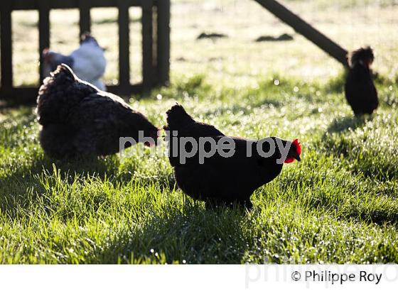 POULE ET VOLAILLE DANS LE POULAILLER, GIRONDE. (00A05222.jpg)