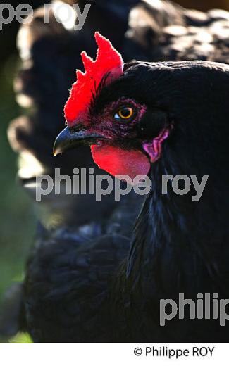 POULE ET VOLAILLE DANS LE POULAILLER, GIRONDE. (00A05238.jpg)
