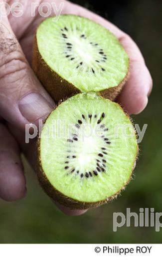 PRODUCTION KIWI DE L' ADOUR, LABEL ROUGE, QUALITE LANDES. (00A05336.jpg)