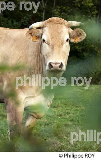ELEVAGE DE BOVINS, IGP BOEUF DE CHALOSSE, LABEL ROUGE, QUALITE LANDES. (00A05418.jpg)