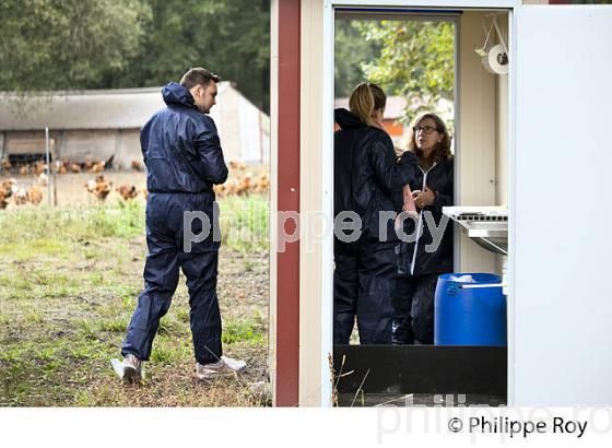 PROTECTION SANITAIRE, ELEVAGE DE POULETS CHAPONS FERMIERS , IGP VOLAILLE DES LANDES. (00A05620.jpg)