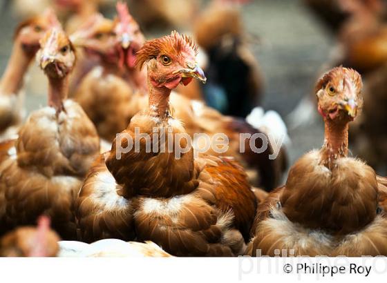 ELEVAGE DE POULETS CHAPONS FERMIERS , IGP VOLAILLE DES LANDES, LABEL ROUGE, QUALITE LANDES. (00A05703.jpg)