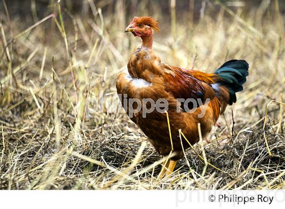 ELEVAGE DE POULETS CHAPONS FERMIERS , IGP VOLAILLE DES LANDES, LABEL ROUGE, QUALITE LANDES. (00A05711.jpg)
