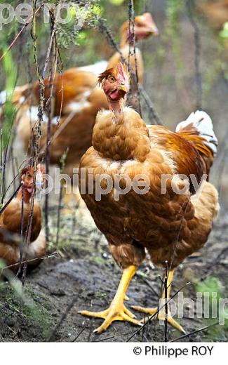 ELEVAGE DE POULETS CHAPONS FERMIERS , IGP VOLAILLE DES LANDES, LABEL ROUGE, QUALITE LANDES. (00A05716.jpg)