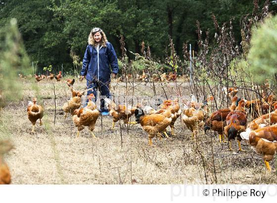 PROTECTION SANITAIRE, ELEVAGE DE POULETS CHAPONS FERMIERS , IGP VOLAILLE DES LANDES. (00A05733.jpg)