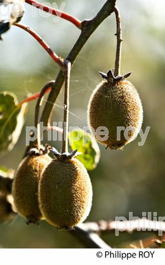 VERGER DE KIWIS, HASTINGUES, PAYS D'ORTHE, LANDES. (00A05812.jpg)