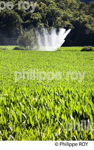 IRRIGATION CHAMP DE MAIS EN  ETE, TURSAN, LANDES. (00A05815.jpg)