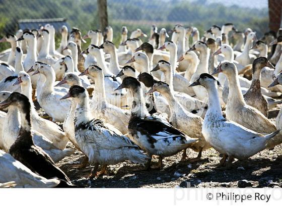 ELEVAGE DE CANARD GRAS EN LIBERTE, LA  FERME DU FOIE GRAS,  MUGRON, CHALOSSE, LANDES. (00A05830.jpg)