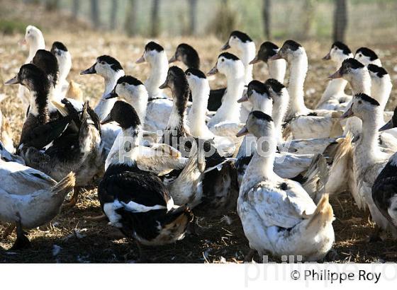 ELEVAGE DE CANARD GRAS EN LIBERTE, LA  FERME DU FOIE GRAS,  MUGRON, CHALOSSE, LANDES. (00A05834.jpg)