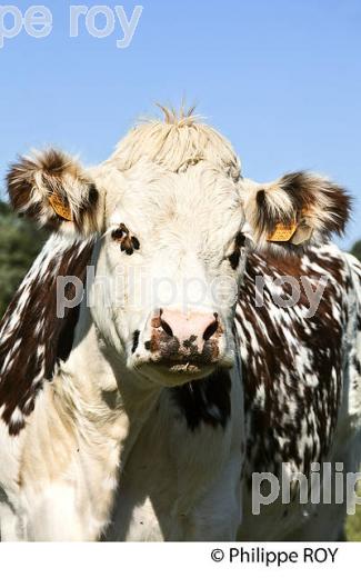 VACHE RACE MONTBELIARDE, VILLAGE DE CASTELMORON D'ALBRET, ENTRE DEUX MERS, GIRONDE. (00A05919.jpg)