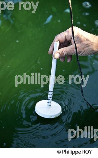 LA SPIRULINE DU VAL DE L' EYRE, MIOS, BASSIN D' ARCACHON, GIRONDE. (00E06214.jpg)