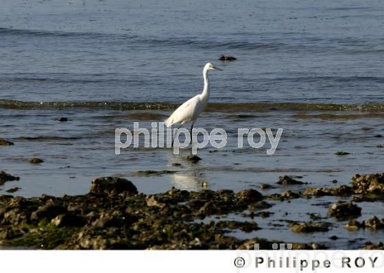 Aigrette (00N01517.jpg)