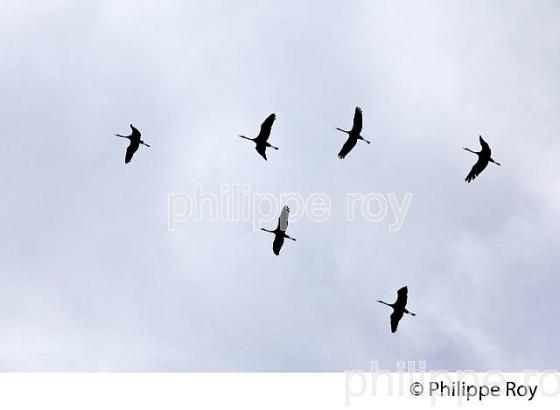OISEAUX MIGRATEURS (00N02135.jpg)