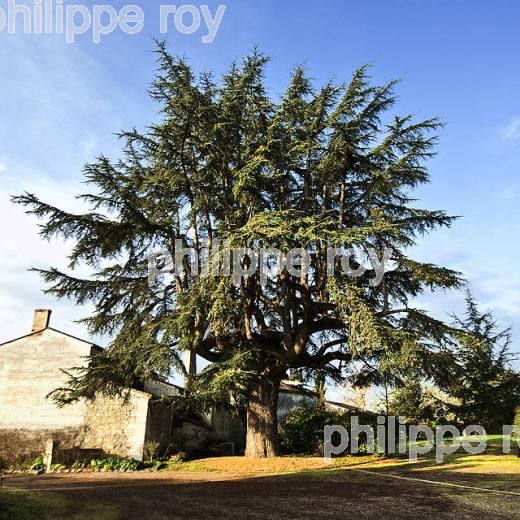 CEDRE  BLEU DE L' ATLAS, TRICENTENAIRE , SAILLANS, GIRONDE (00N02314.jpg)