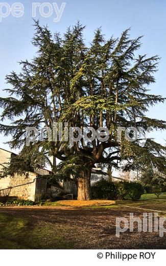 CEDRE  BLEU DE L' ATLAS, TRICENTENAIRE , SAILLANS, GIRONDE (00N02317.jpg)