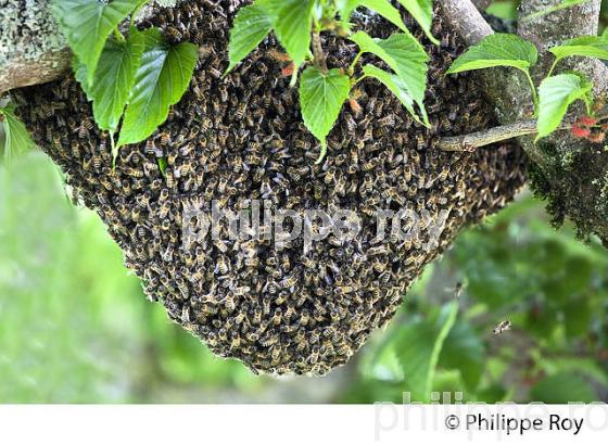 ESSAIM D' ABEILLES, VILLAGE DE SAMATAN,  GASCOGNE, GERS. (00N02412.jpg)