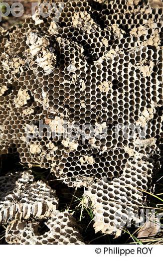 ALVEOLES DE NID DE FRELON, GIRONDE. (00N02416.jpg)