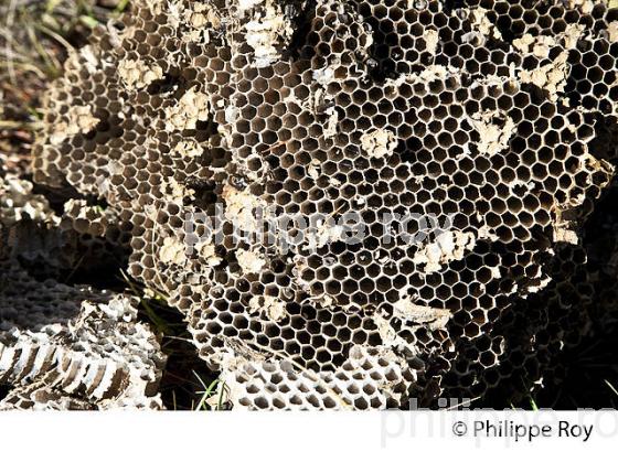 ALVEOLES DE NID DE FRELON, GIRONDE. (00N02419.jpg)