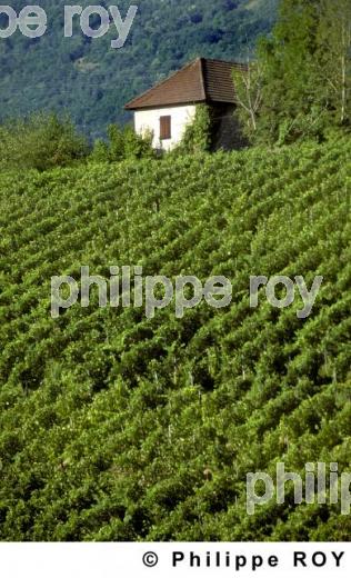 Le vignoble de Savoie (01V00105.jpg)