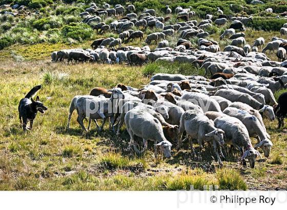 TROUPEAU DE MOUTONS  A L' ESTIVE, MASSIF DU TANARGUE, MONTS DU VIVARAIS,  BAS-VIVARAIS, ARDECHE. (07F01207.jpg)