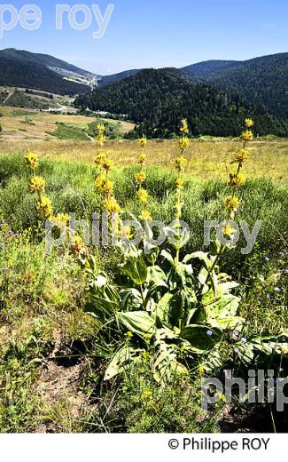 FLEUR DE GENTIANE,  COL DU BEZ, LIGNE DE PARTAGE DES EAUX , COMMUNE DE BORNE, MASSIF DU TANARGUE,   BAS-VIVARAIS, ARDECHE. (07F01521.jpg)