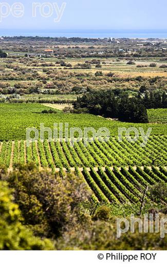 VIGNOBLE AOP LA CLAPE, COTEAUX  DU LANGUEDOC, FLEURY D' AUDE, OCCITANIE. (11F00709.jpg)