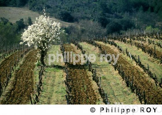 Vignoble du Languedoc (11V00219.jpg)
