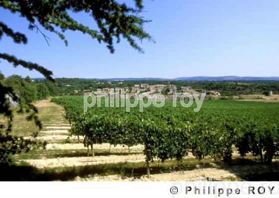 Vignoble du Languedoc (11f00111.jpg)