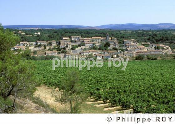 Vignoble du Languedoc (11f00112.jpg)