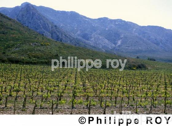 Vignoble de Provence (13V00102.jpg)