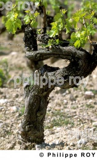 Le vignoble de Provence (13V00125.jpg)