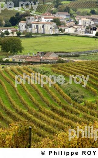 Le vignoble de Cognac (16V00439.jpg)
