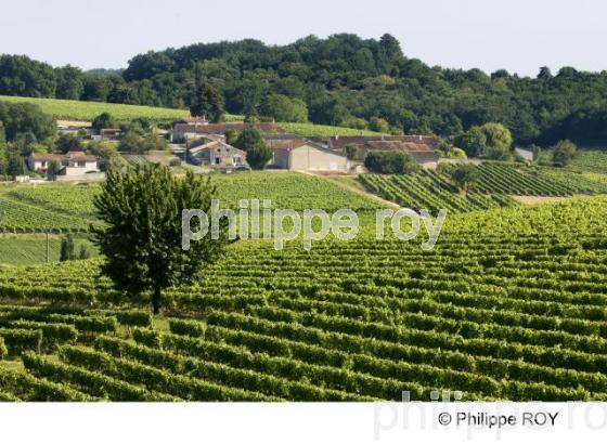 Le vignoble de Cognac (16V00917.jpg)