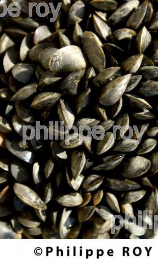 Mytiliculture - Charente Maritime (17F04530.jpg)