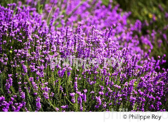 BRUYERE EN FLEUR, MONT SARRAN,   PLATEAU DE MILLE VACHES ,  CORREZE, LIMOUSIN. (19F01316.jpg)