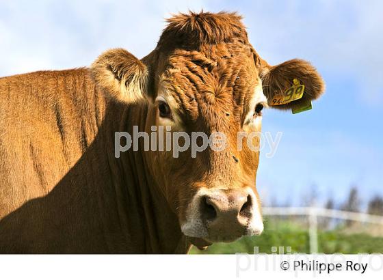 VACHE, RACE LIMOUSINE,  ELEVAGE BOVIN, PLATEAU DE MILLEVACHES,LIMOUSIN. (19F02029.jpg)