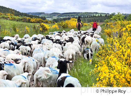 TRANSHUMANCE MOUTONS, PLATEAU DE MILLEVACHES, CORREZE. (19F04131.jpg)