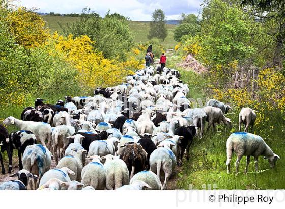 TRANSHUMANCE MOUTONS, PLATEAU DE MILLEVACHES, CORREZE. (19F04137.jpg)
