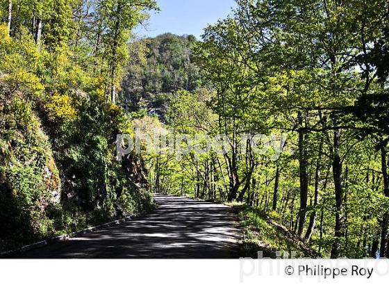 SOUS BOIS, ROUTE DES AJUSTANTS, HAUTE  VALLEE DE LA DORDOGNE, CORREZE (19F05137.jpg)