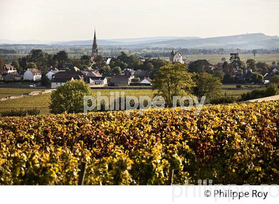 VIGNOBLE DE MEURSAULT,  COTE DE BEAUNE, VINS DE BOURGOGNE, COTE D' OR. (21F01334.jpg)